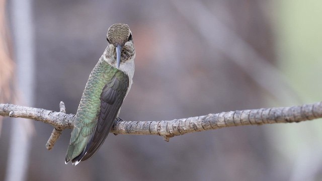 Black-chinned Hummingbird - ML641081000