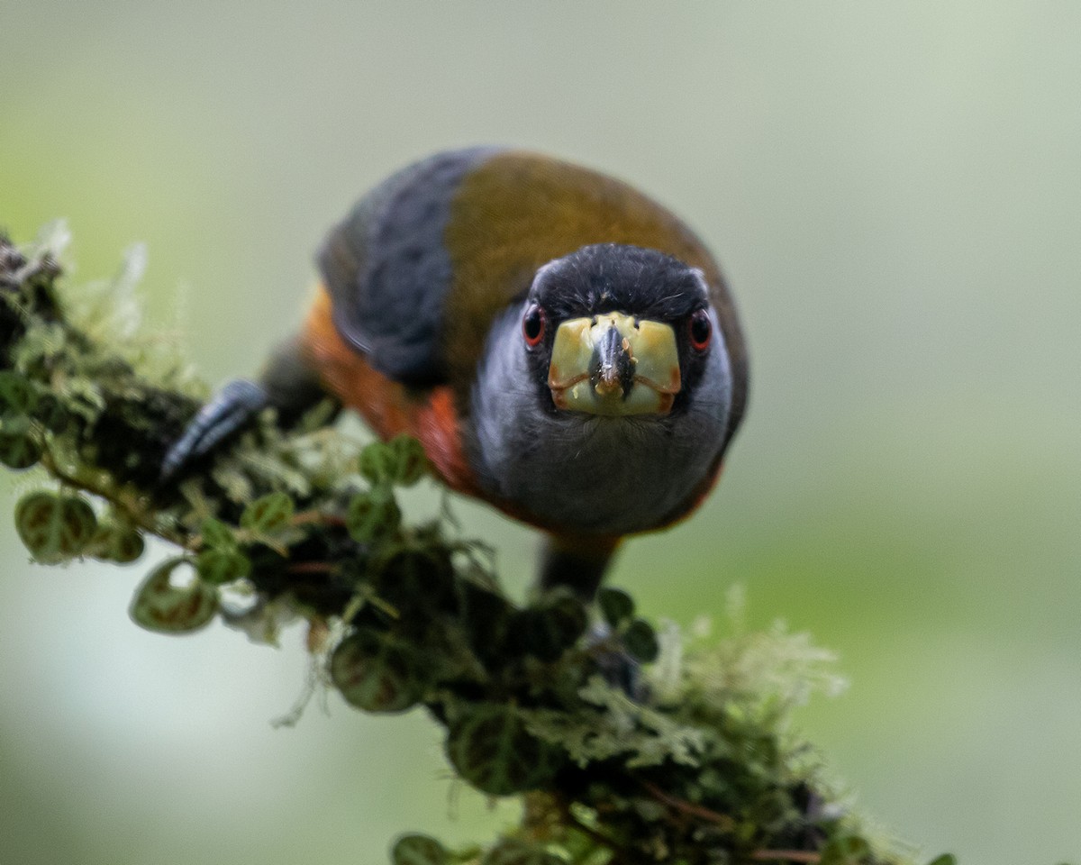 Toucan Barbet - ML641081076