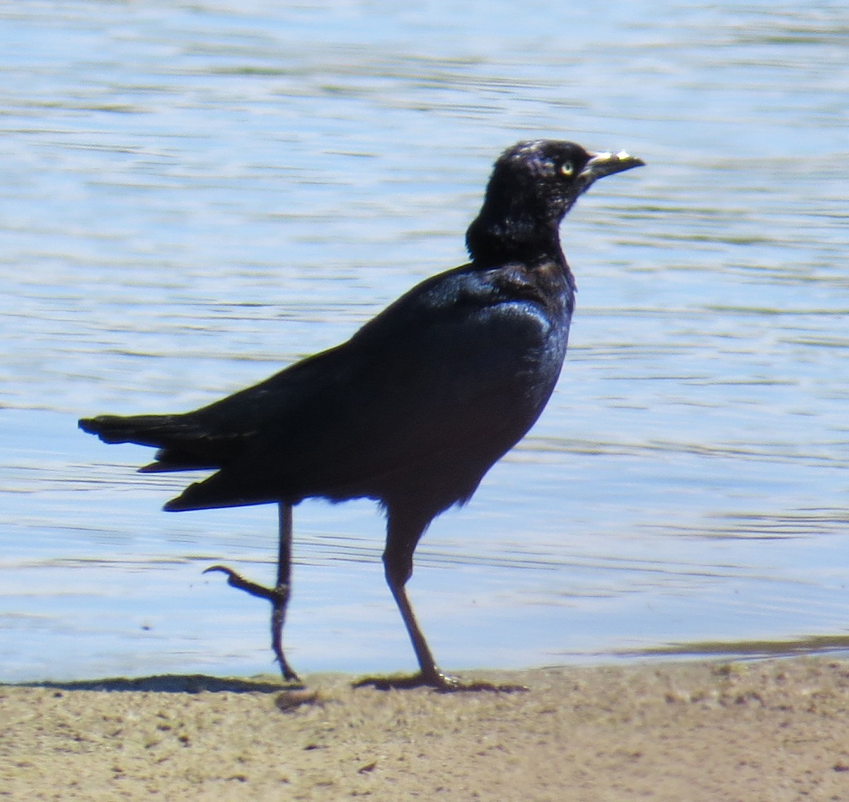 Boat-tailed Grackle - ML641081092