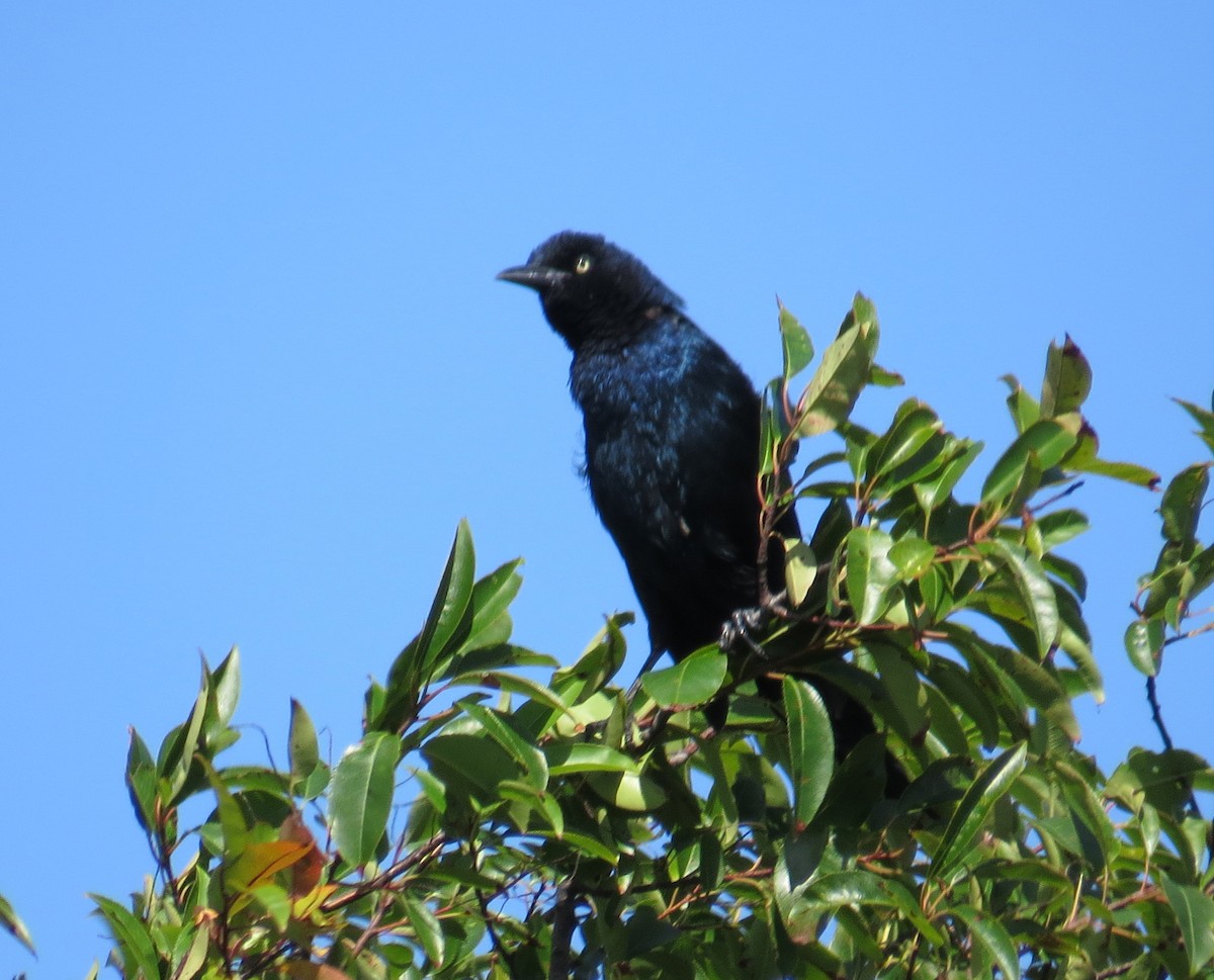 Boat-tailed Grackle - ML641081094