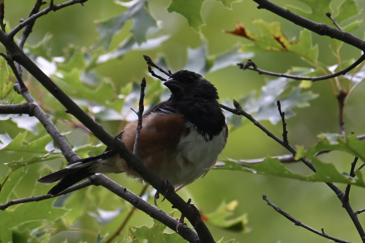 Eastern Towhee - ML641081105