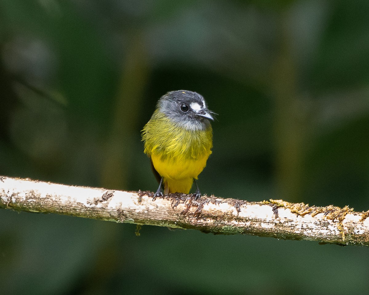 Ornate Flycatcher - ML641081110