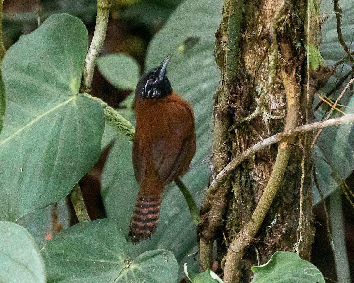 Sooty-headed Wren - ML641081114