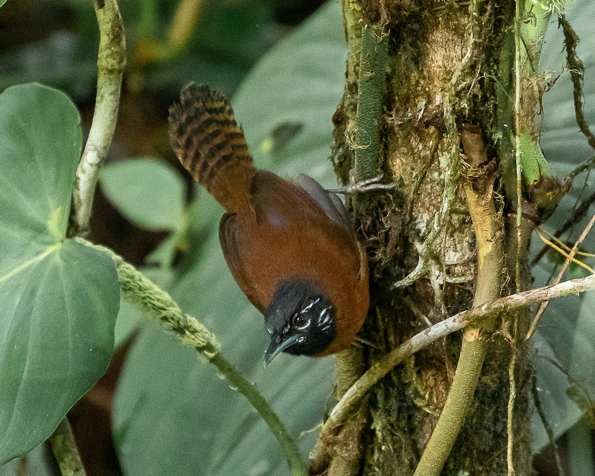 Sooty-headed Wren - ML641081115