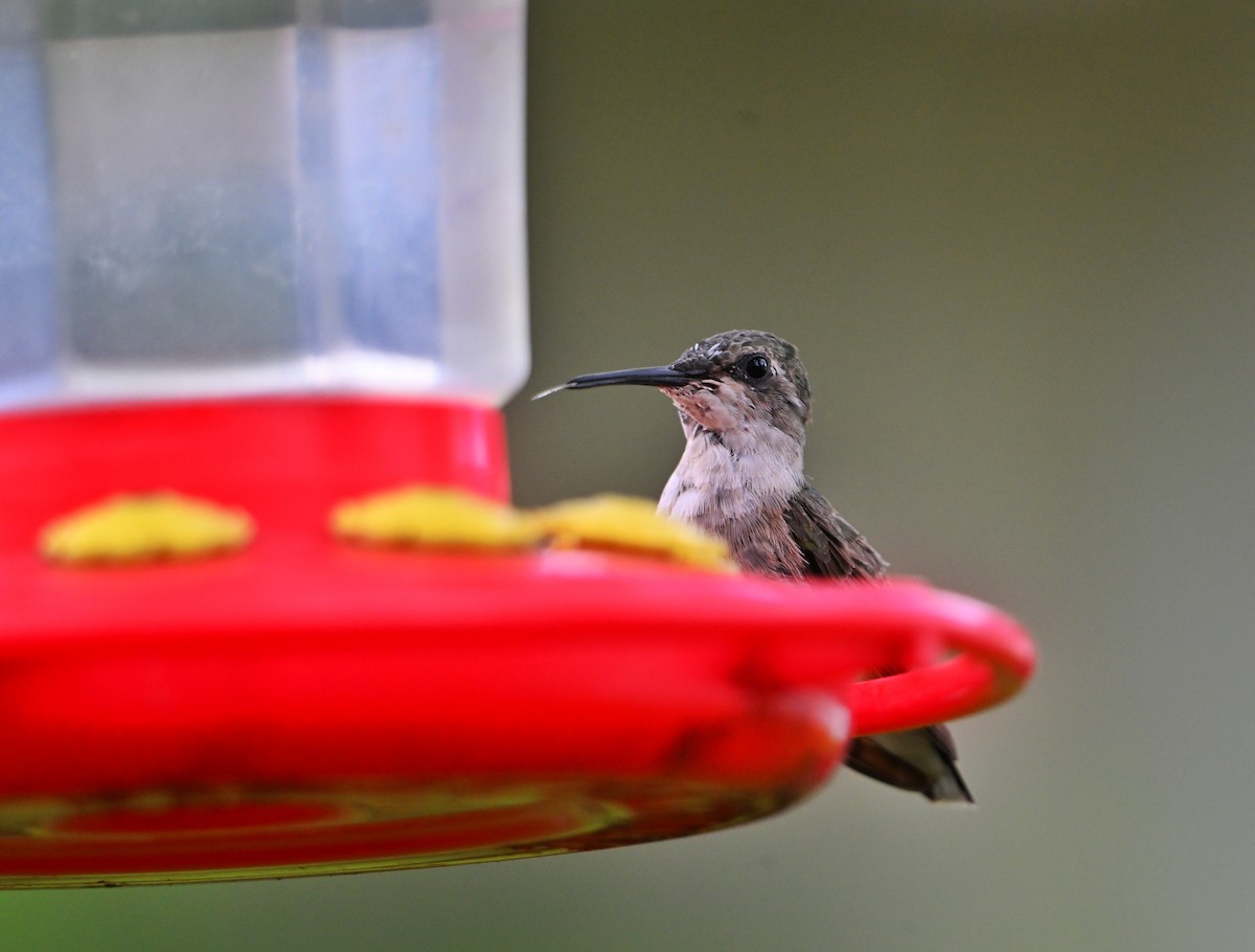 Ruby-throated Hummingbird - ML641081120