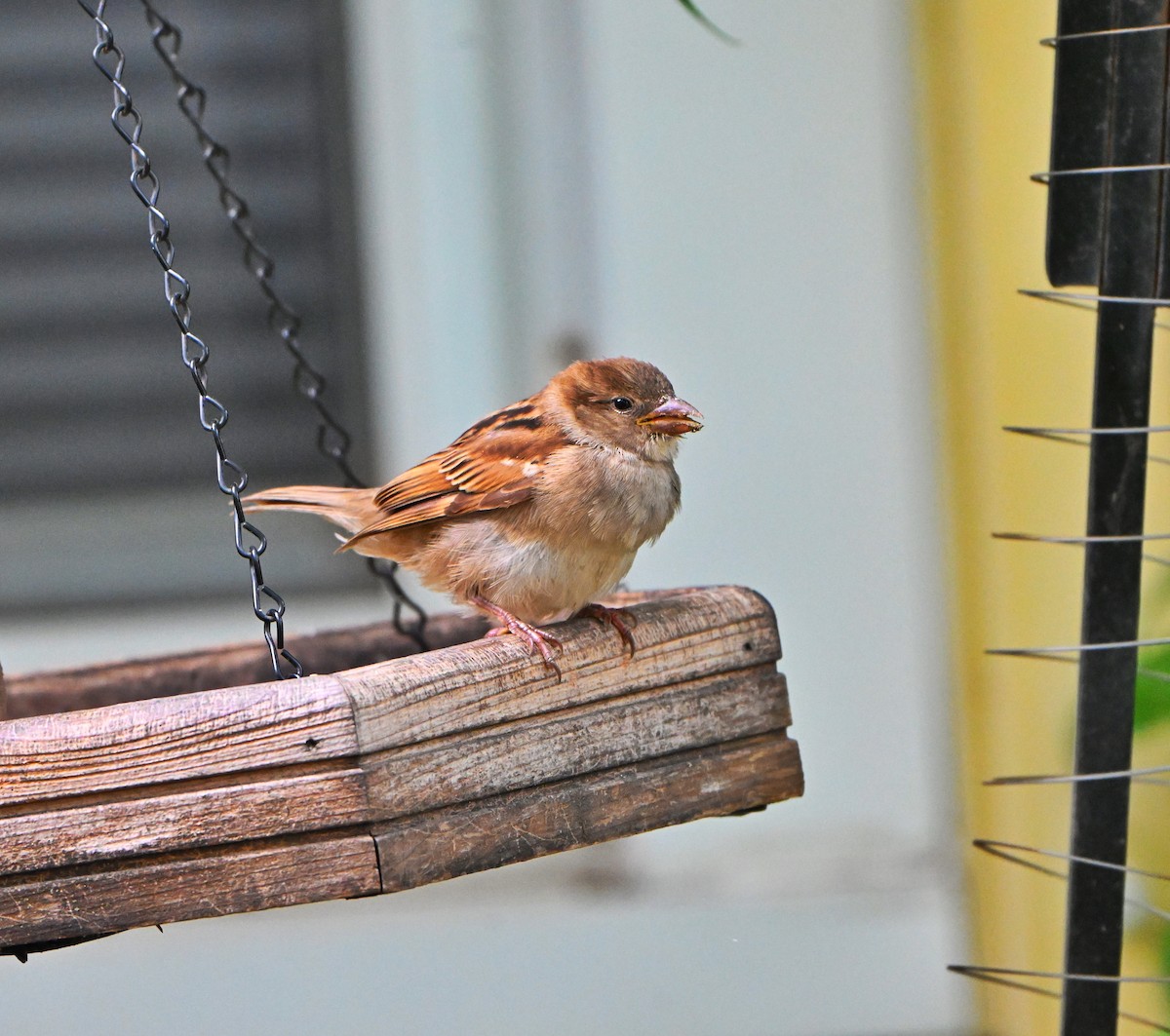 House Sparrow - ML641081151