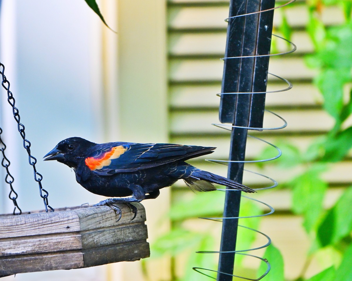 Red-winged Blackbird - ML641081165