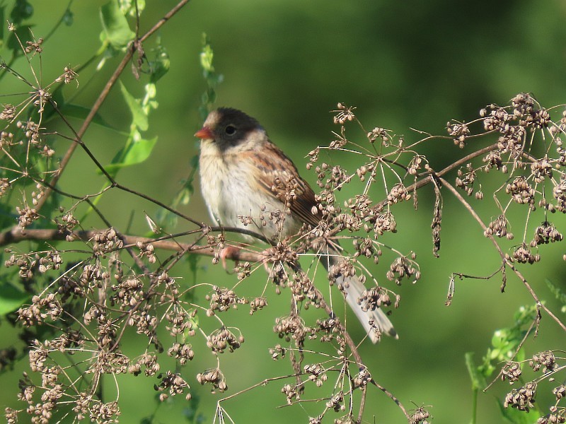 Field Sparrow - ML641081168