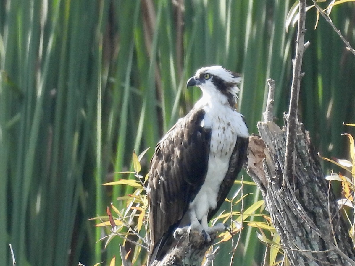 Balbuzard pêcheur - ML641081174