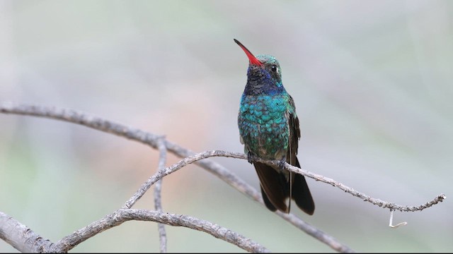 Broad-billed Hummingbird - ML641081187