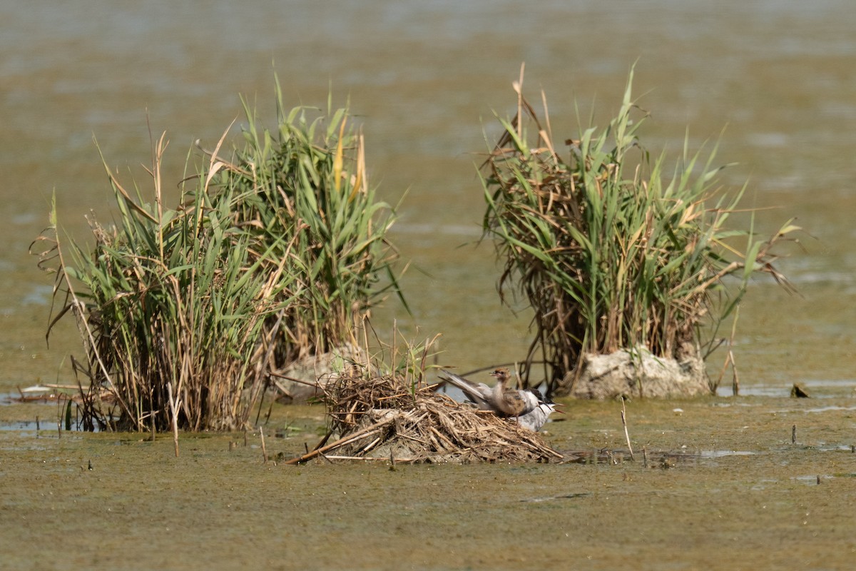 Whiskered Tern - ML641081188