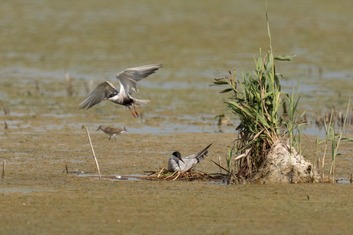 Whiskered Tern - ML641081189