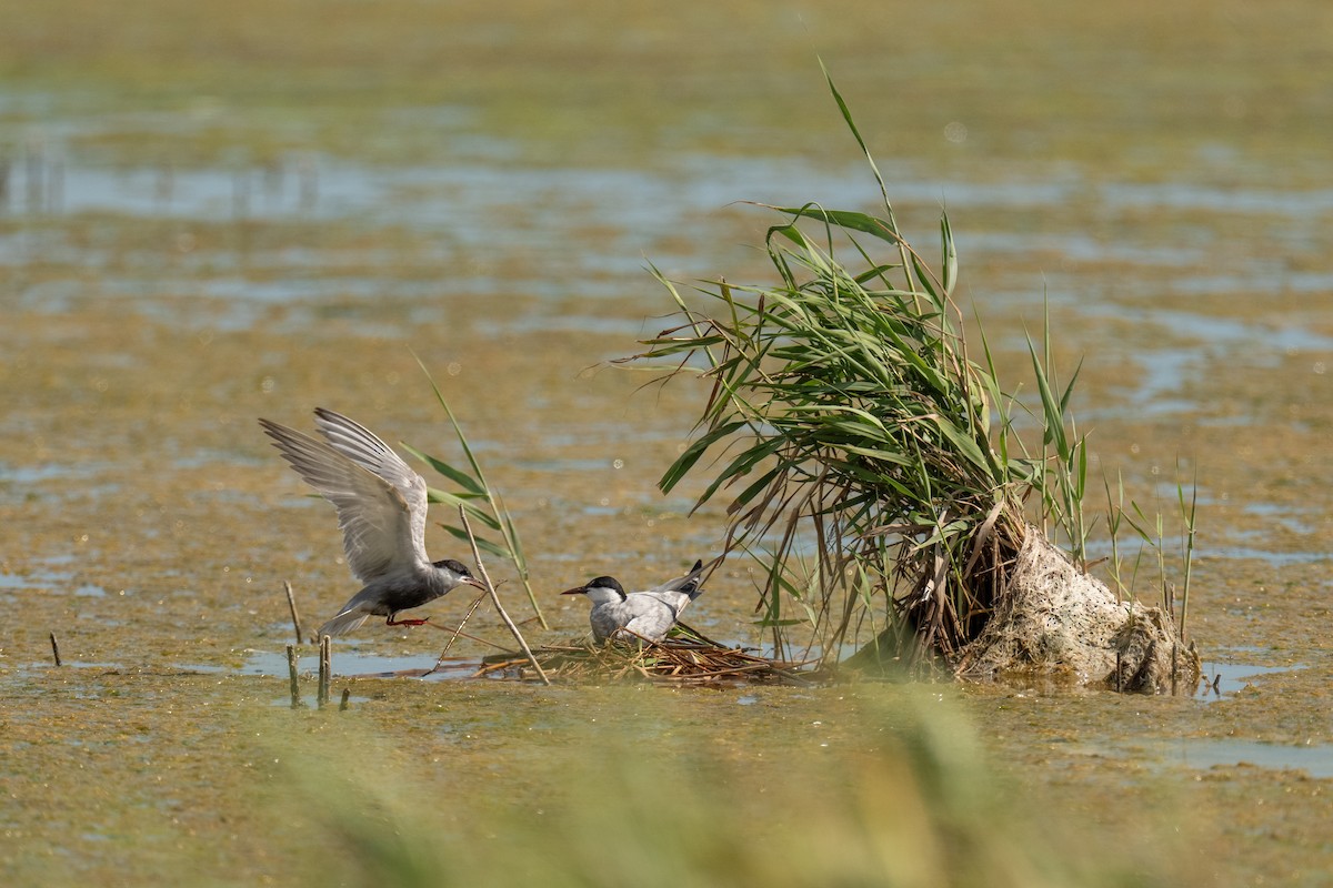 Whiskered Tern - ML641081190