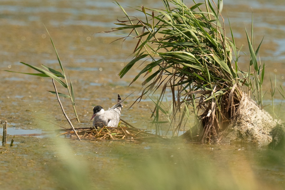 Whiskered Tern - ML641081191