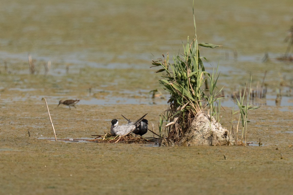 Whiskered Tern - ML641081192