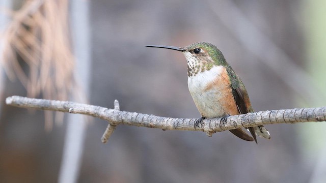 Rufous Hummingbird - ML641081196