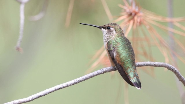 Rufous Hummingbird - ML641081217