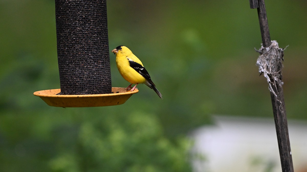Chardonneret jaune - ML641081247