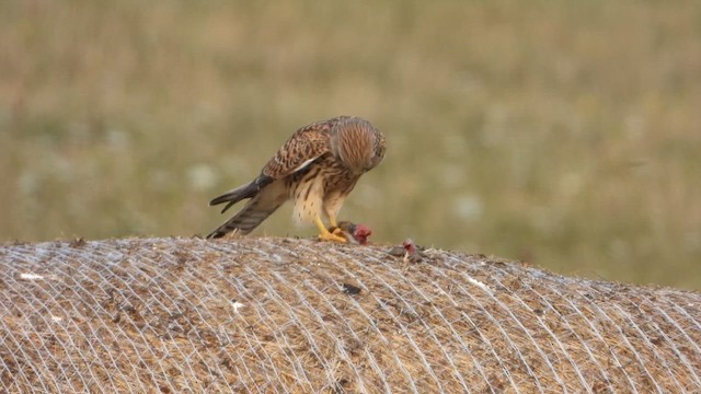 Начин шонхор - ML641081249