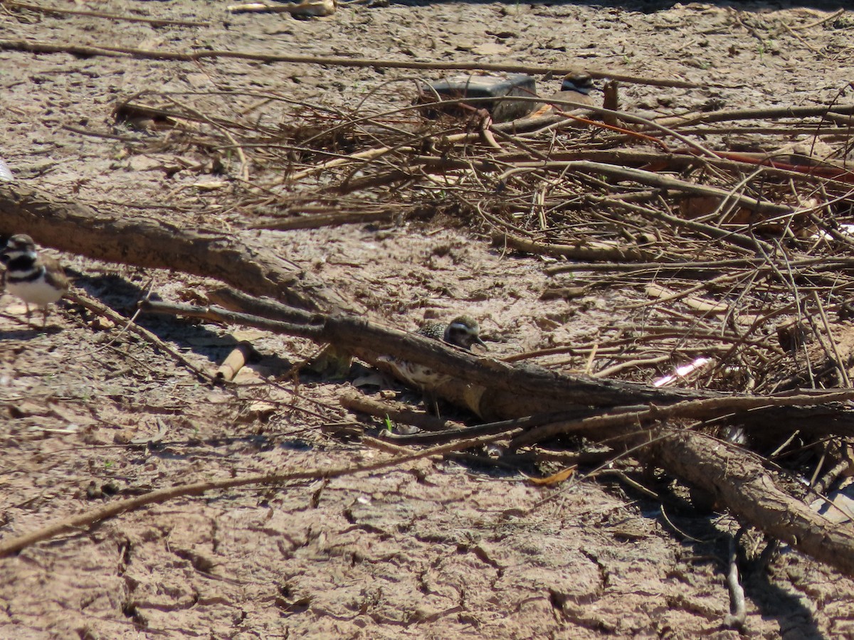 American Golden-Plover - ML641081275