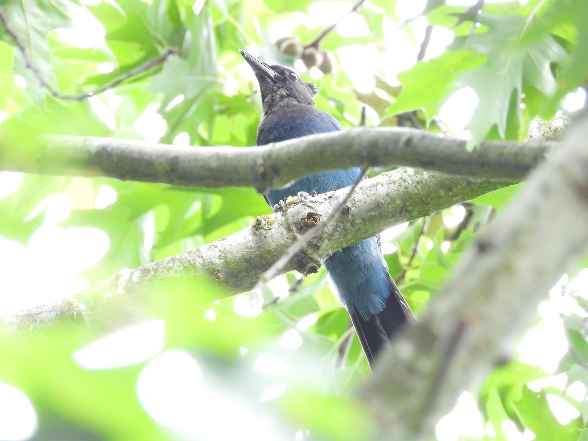 Steller's Jay - ML641081282