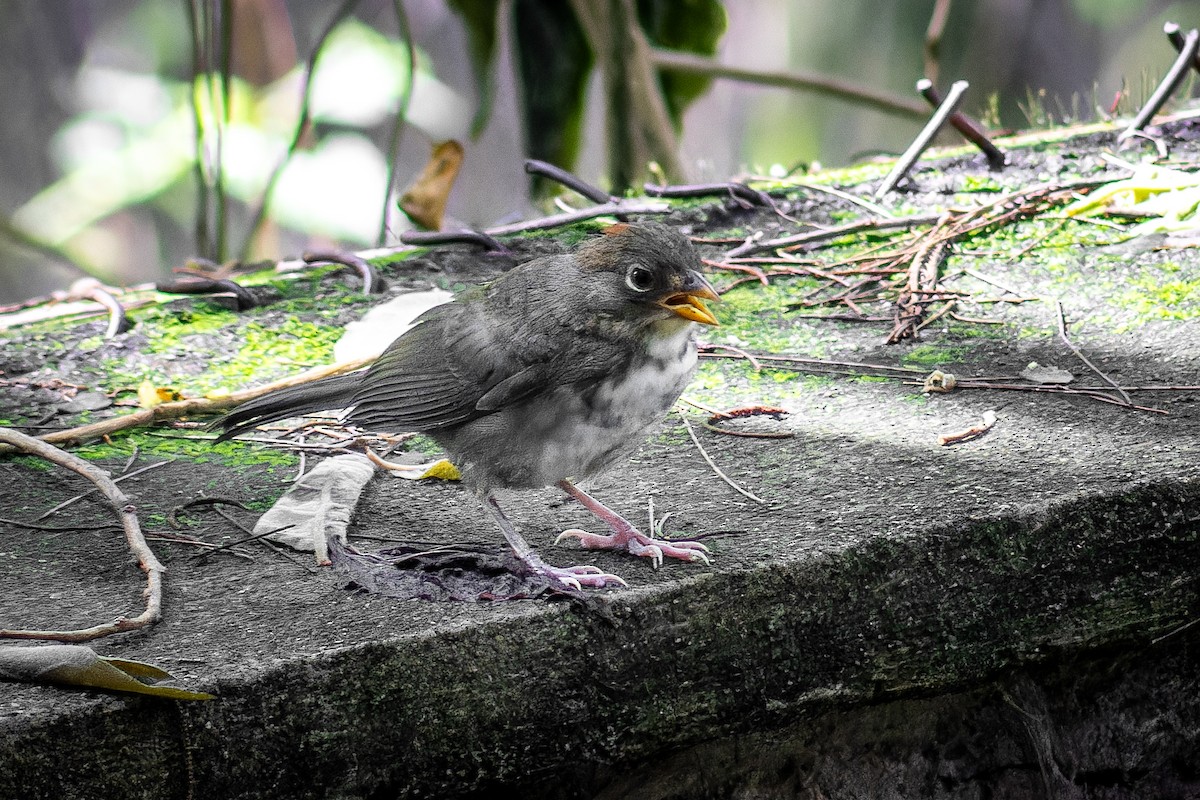 Rusty-crowned Ground-Sparrow - ML641081302