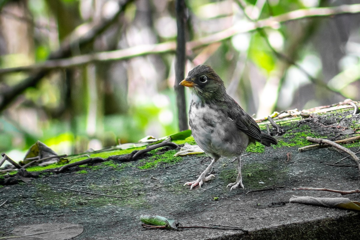 Rusty-crowned Ground-Sparrow - ML641081303