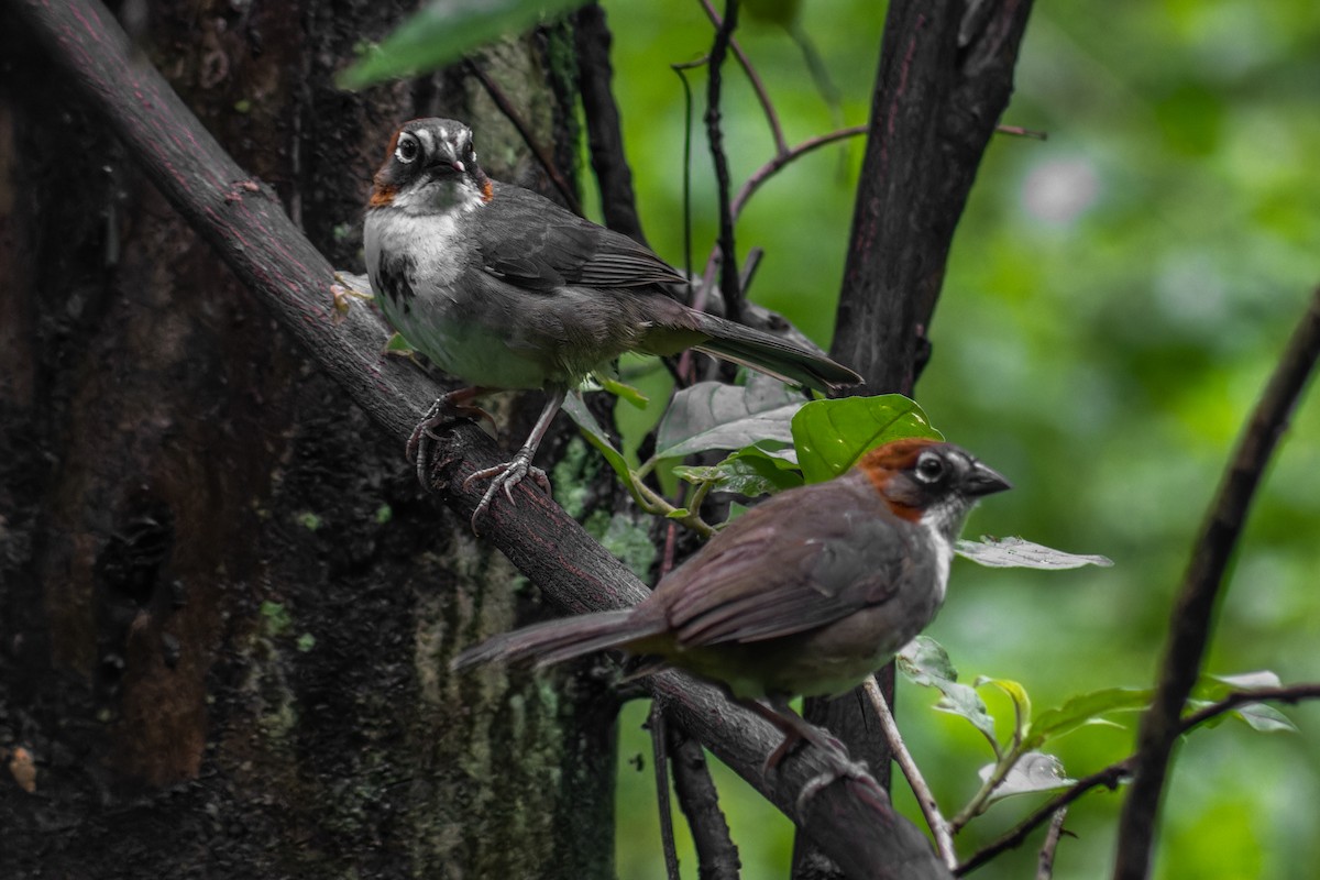Rusty-crowned Ground-Sparrow - ML641081304