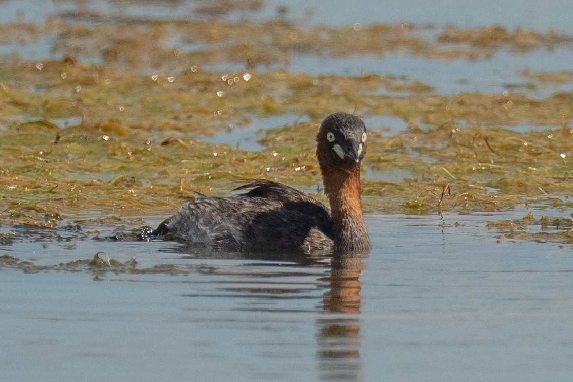 Little Grebe - ML641081337