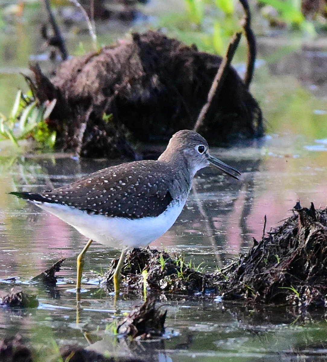 Solitary Sandpiper - ML641081339