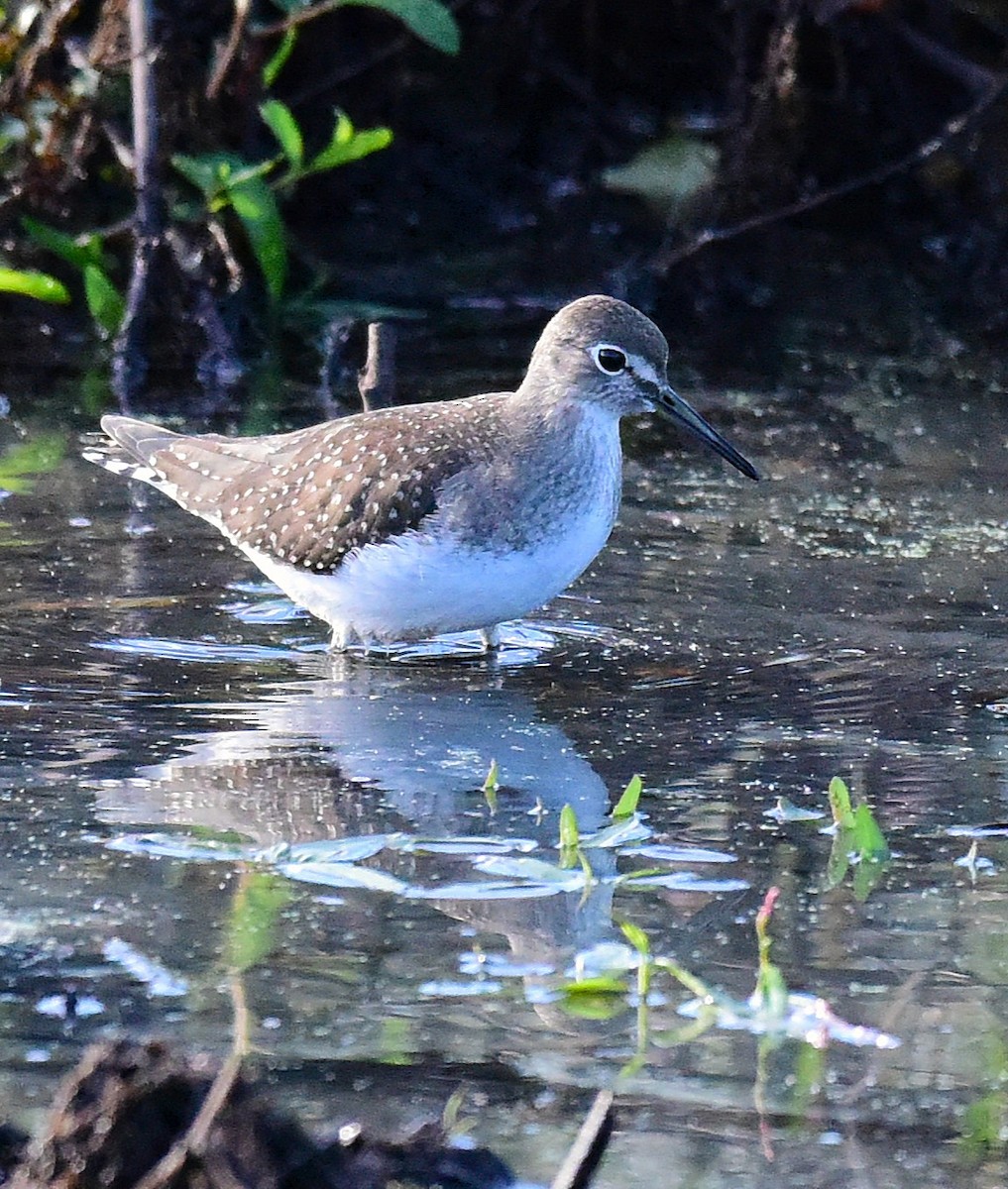 Solitary Sandpiper - ML641081340