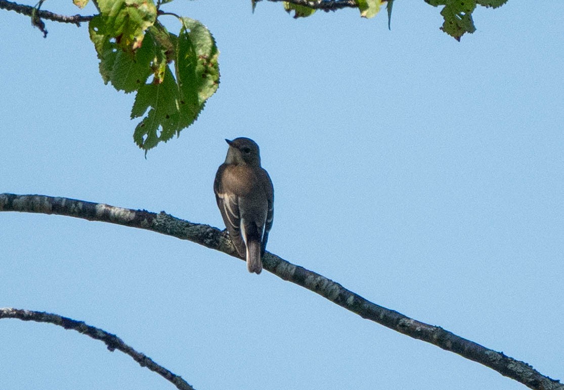 European Pied Flycatcher - ML641081343