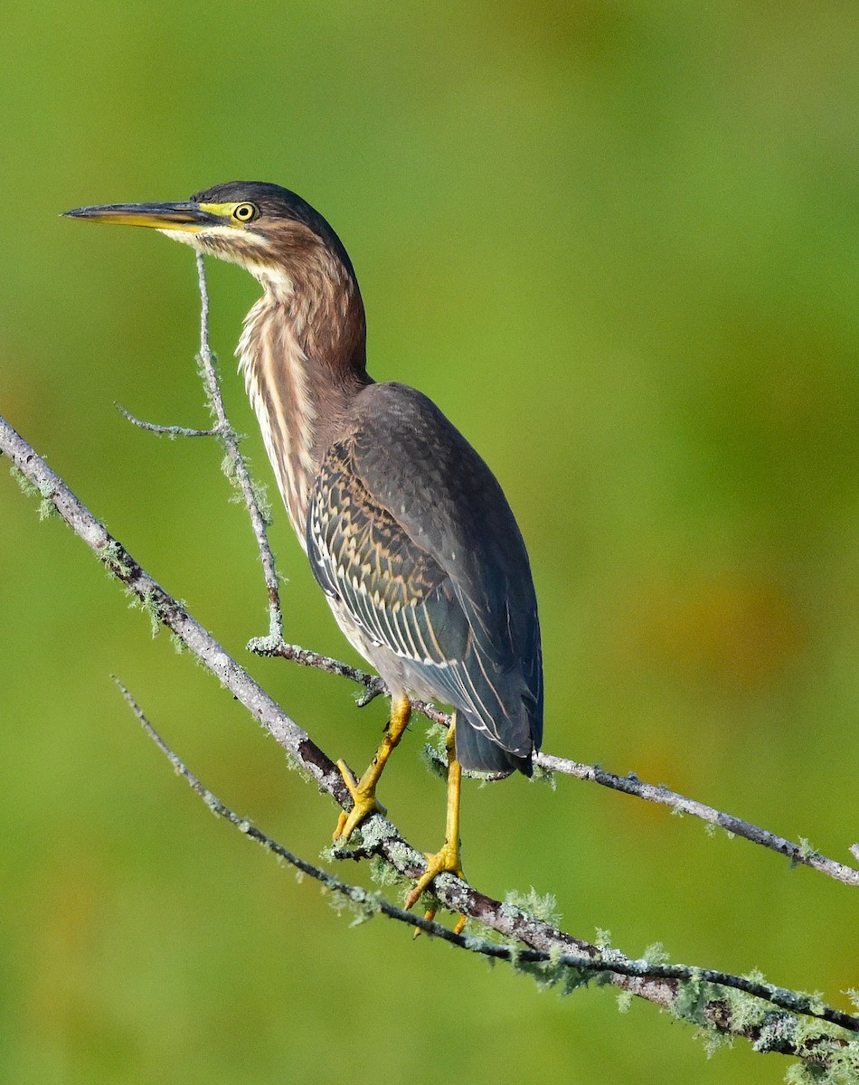 Green Heron - ML641081352