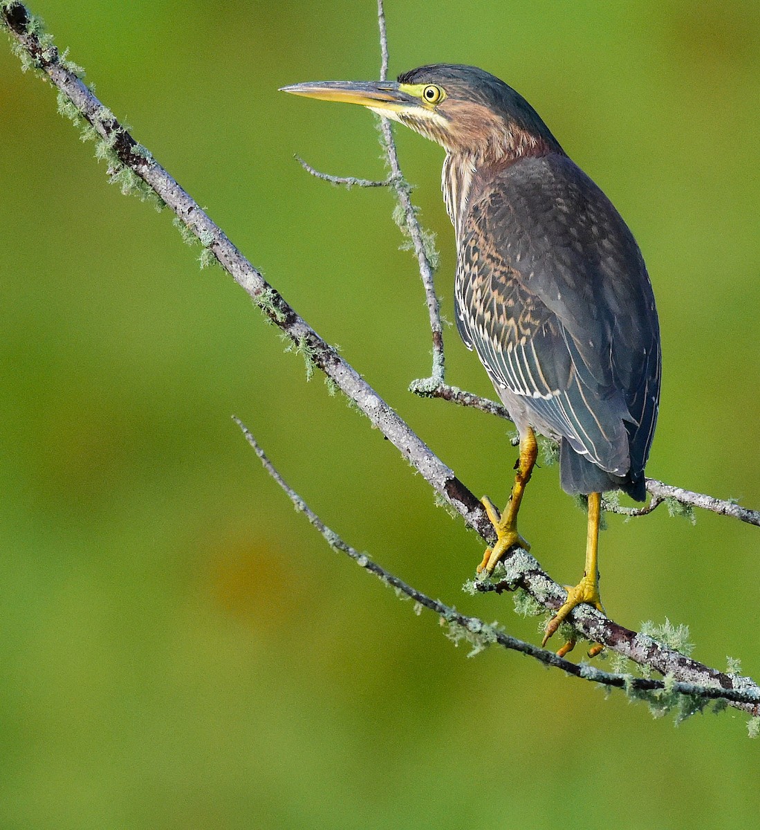 Green Heron - ML641081353