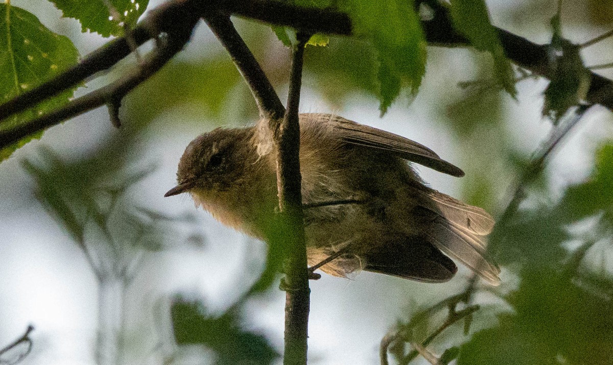 Common Chiffchaff - ML641081375