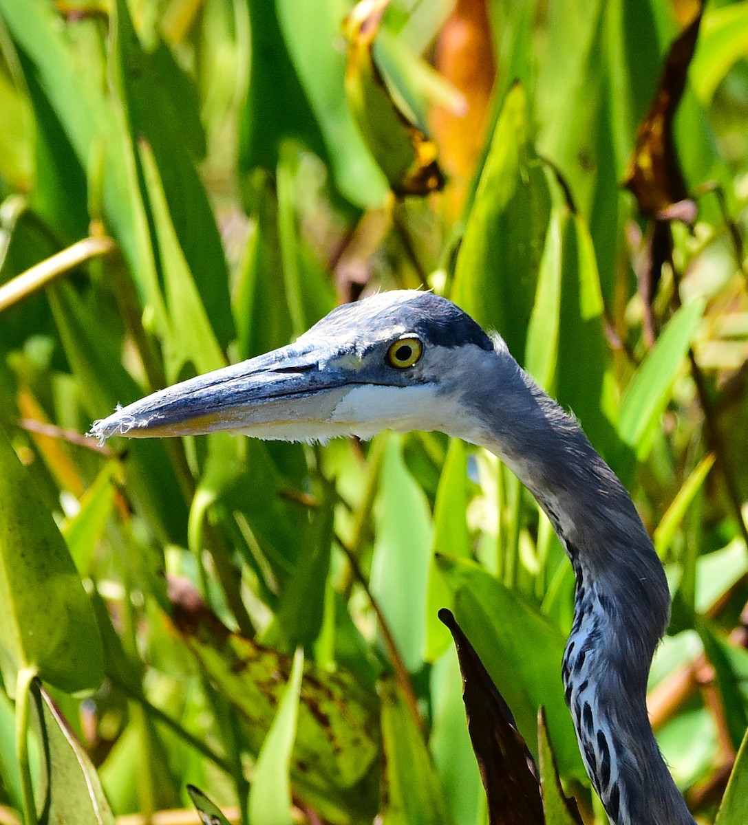 Great Blue Heron - ML641081376