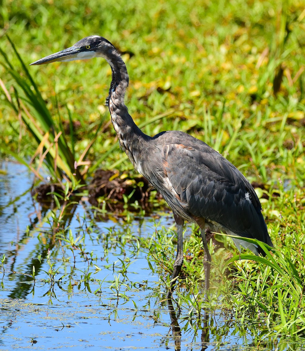 Great Blue Heron - ML641081378