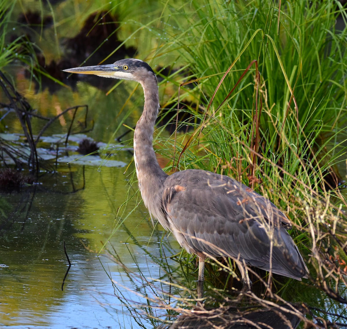 Great Blue Heron - ML641081379