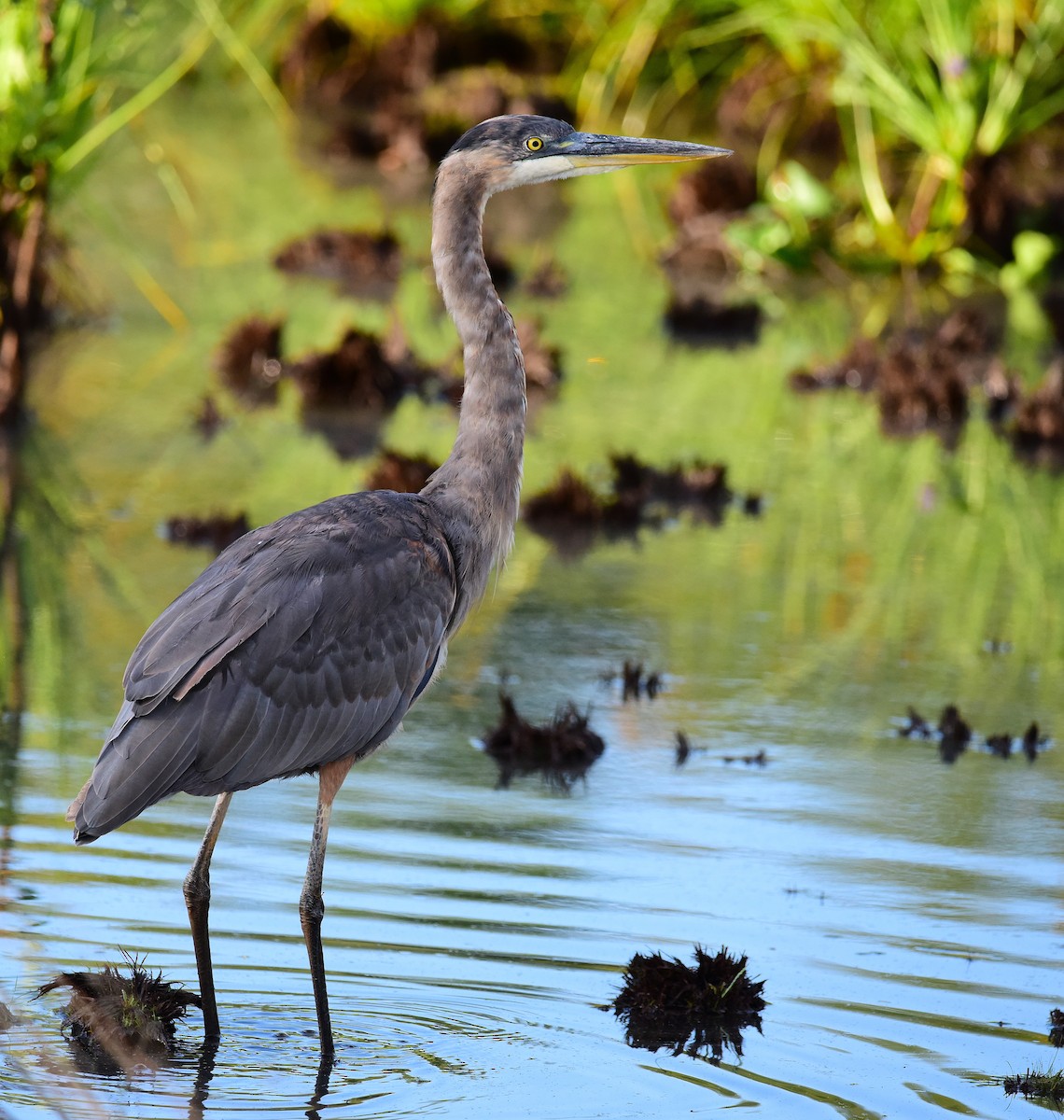 Great Blue Heron - ML641081380