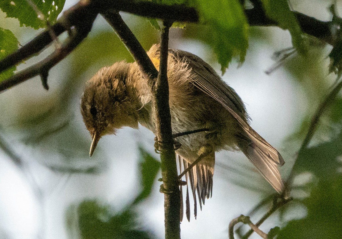 Common Chiffchaff - ML641081389