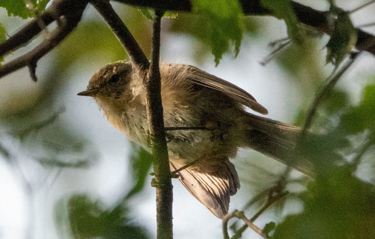 Common Chiffchaff - ML641081401