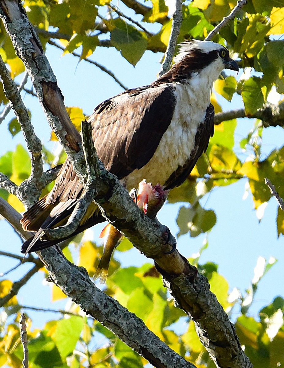 Balbuzard pêcheur - ML641081402