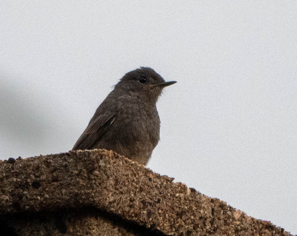 Black Redstart - ML641081410