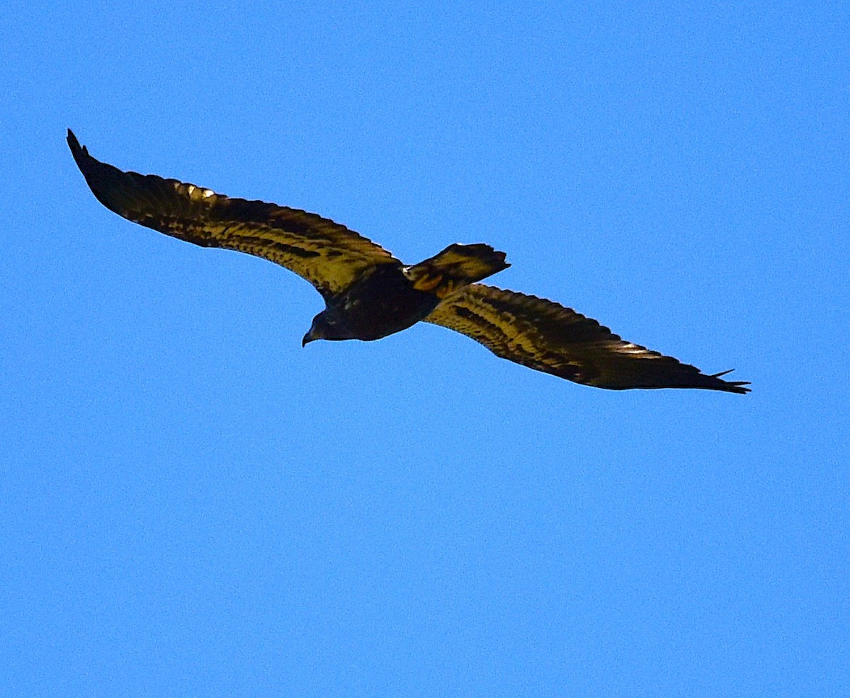 Bald Eagle - ML641081430