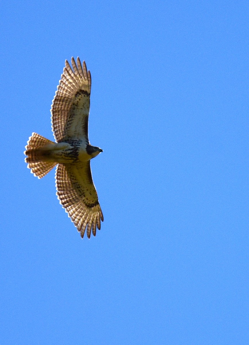 Red-tailed Hawk - ML641081444