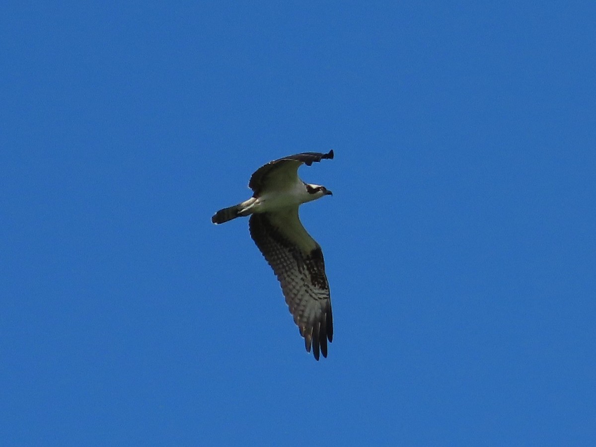 Balbuzard pêcheur - ML641081449