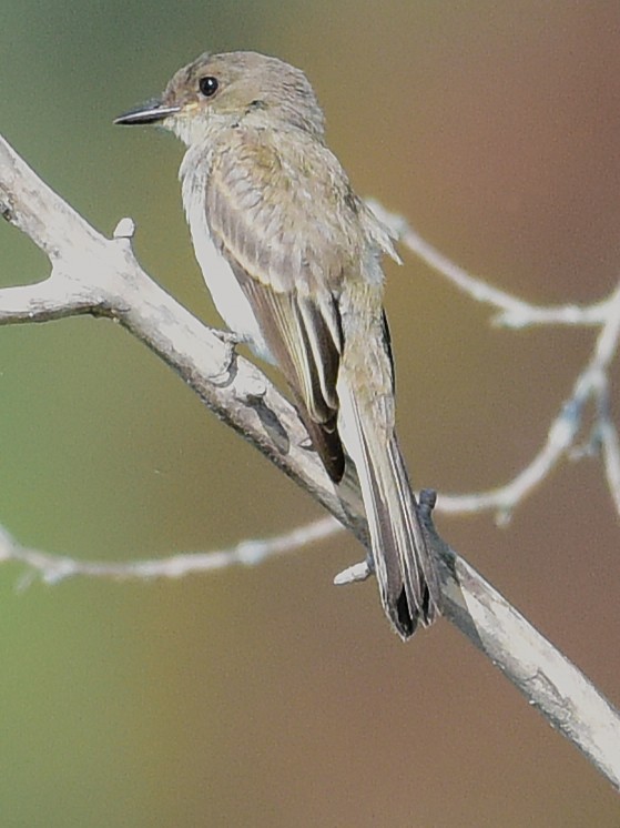 Eastern Phoebe - ML641081450