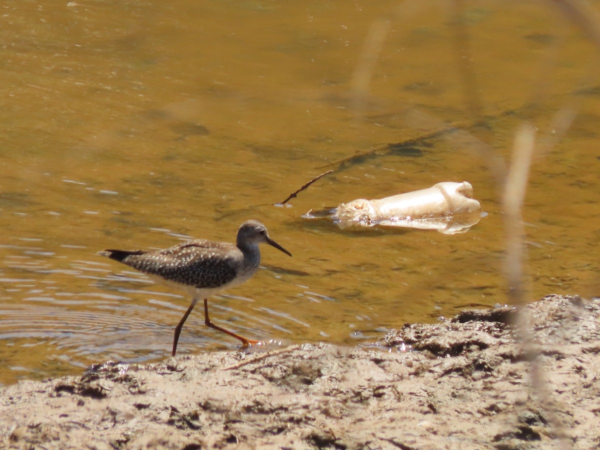 Lesser Yellowlegs - ML641081459