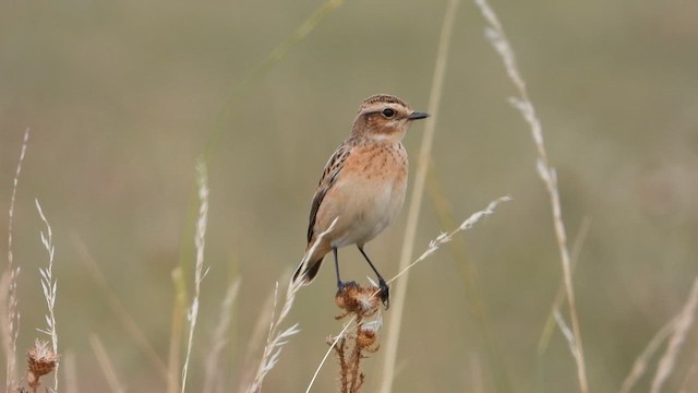 Whinchat - ML641081473