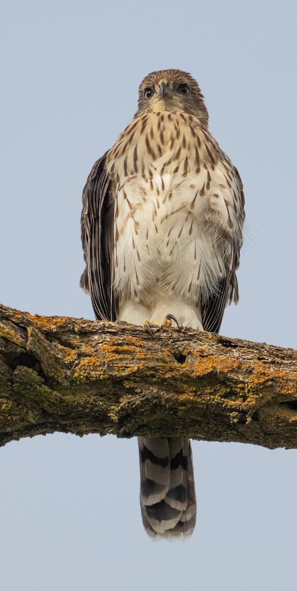 Cooper's Hawk - ML641081476